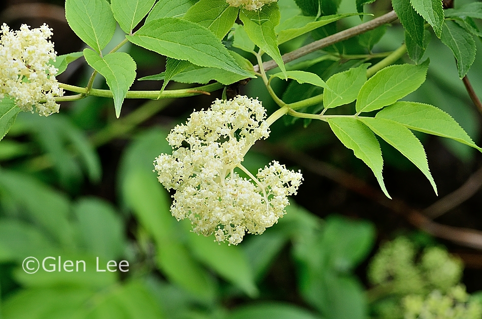Sambucus Racemosa Var Racemosa Photos Saskatchewan Wildflowers sambucus-racemosa-var-racemosa-photos-saskatchewan-wildflowers